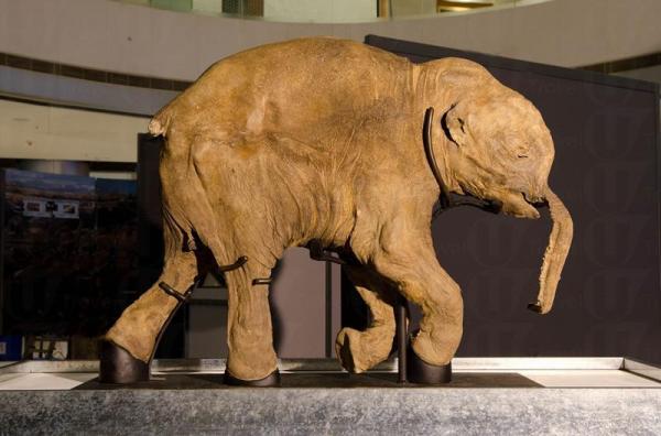 冰封逾 4 萬年 長毛象首來港展覽